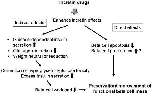 Figure 2. Plausible mechanisms of beta cell preservation by incretin drugs. Incretin drugs may preserve and/or improve functional beta cell mass through indirect and direct effects.