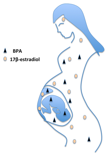 Figure 1. BPA from the mother’s exposure can pass through the placenta and expose the developing fetus. Maternal 17β-estradiol, on the other hand, is metabolized in the placenta and does not reach the fetus. Therefore, the levels of estrogenic active BPA can readily exceed endogenous levels of 17β-estradiol in the developing fetus, also at low-level exposure.