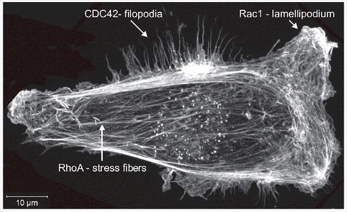 Figure 1. Filamentous actin structures. MDA MB 231 human breast cancer cells were fixed and stained with fluorescently labeled phalloidin to visualize filamentous actin structures. The image shows a maximum-projection assembled from 22 Z-plane images acquired with a Zeiss LSM 880 Airyscan microscope.