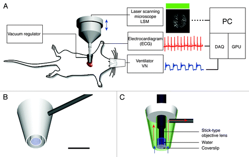 Figure 1. Experimental setup. (A) The heart imaging system consists of a custom-made vacuum-based heart stabilizer (for allocating different water immersion stick-type objective lenses), an electrocardiogram (ECG) recorder and amplifier, a small animal ventilator, a laser scanning microscope (LSM), acquisition signal electronics and an elaborating unit. The murine heart is held in contact with the stabilizer via a gentle negative pressure. During imaging, ECG signals, lung airway pressure signals and the microscope scan timing signals are recorded for image reconstruction via retrospective gating. (B) A three-dimensional schematic model of the custom-made heart stabilizer. The stabilizer is connected to a vacuum regulator through a 1mm-diameter metal conduit (gray). Scale bar 5 mm. (C) Side section view of B with a stick-type objective lens. Arrows indicate the direction of the suction flow. The outer chamber of the stabilizer is under negative pressure and provides the vacuum, which gently holds the heart tissue in place,. The internal chamber is maintained at standard pressure and is filled with water for index matching of the objective lens. A coverslip glued at the end of the second chamber prevents water from leaking out. The myocardium is in direct contact with the coverslip.