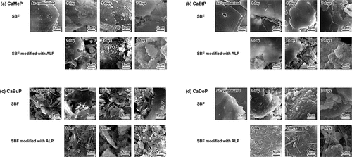 Figure 3. SEM images of (a) CaMeP, (b) CaEtP, (c) CaBuP and (d) CaDoP before and after soaking in standard SBF and SBF modified with ALP.