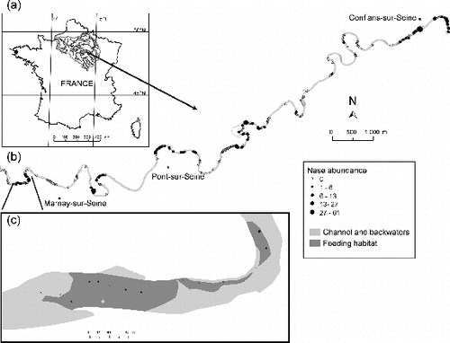 Figure 1. Geographical location of study area. (a) The Seine river basin, France, and the ‘La Bassée’ alluvial floodplain; (b) study segment showing nase abundance for the 266 samples; and (c) a detail at the downstream limits of the segment.