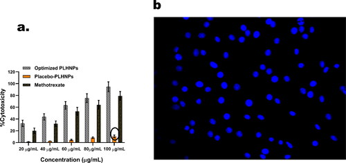 Figure 6. (a) In-vitro cytotoxicity of methotrexate, placebo-lipid hybrid nanoparticles and optimised lipid hybrid nanoparticles. Values are represented as mean ± SD (n = 3) p < .05 (b) By using confocal laser scanning microscopy (CLSM) the cellular internalisation of optimised lipid hybrid nanoparticles in U-87 MG glioma cell lines were evaluated; where 4′,6-diamidino-2-phenylindole (DAPI) channel was used to stain nucleus.
