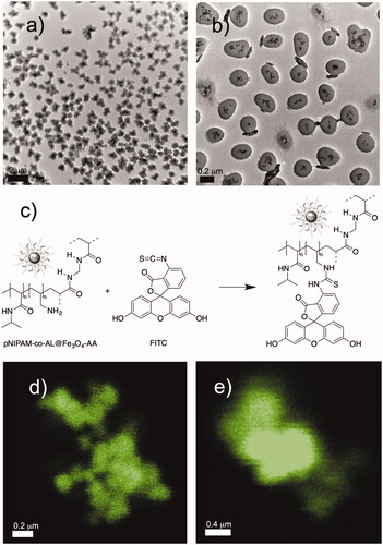 Figure 5. TEM micrographs of pNIPAM-co-AL@Fe3O4-AA NPs (a,b); introduction of FITC (c); and confocal images (d and e) of pNIPAM-co-AL-FITC@Fe3O4-AA.