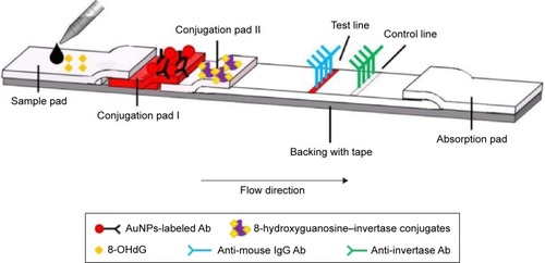 Figure 1 Design of a test strip for quantitative detection of 8-OHdG.Abbreviations: Ab, antibody; AuNPs, gold nanoparticles; 8-OHdG, 8-hydroxy-2′-deoxyguanosine; IgG, immunoglobulin G.