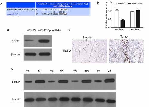 Figure 2. EGR2 is directly inhibited by miR-17-5p in thyroid cancer cells