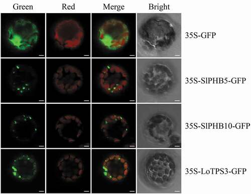 Figure 8. Subcellular localization images of SlPHB5 and SlPHB10 in Arabidopsis protoplasts. The full-length sequences of SlPHB5 and SlPHB10 were fused in the pro35S vector to generate p35S-SlPHBs/GFP constructs. The images were observed via confocal laser scanning microscopy. The LoTPS3 form Lilium ‘Siberia’ was used as red mitochondrial control for SlPHB5 and SlPHB10. The green, red, merged and BF represents the GFP fluorescence, chlorophyll autofluorescence, combined chlorophyll autofluorescence, and GFP fluorescence and bright field respectively. Scale bars 5 µm.