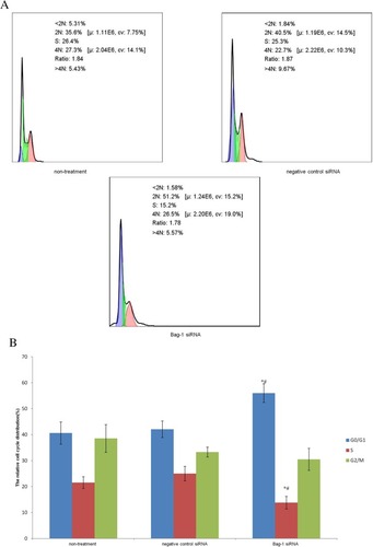 Figure 6 Effects of Bag-1 siRNA and cisplatin on the regulation of cell cycle redistribution. (A) A549 cells were grown and infected by Bag-1 or negative control siRNA for 48 hrs and then treated with 5 μg/mL cisplatin for 24 hrs and subjected to a flow cytometric cell cycle assay. (B) The columns indicate the percentages of A549 cells at different phases. G0/G1 phase, *p=0.02 vs the non-treatment group and #p=0.04 vs the negative control siRNA group. The S phase, *p=0.009 vs the non-treatment group and #p=0.002 vs the negative control siRNA group.