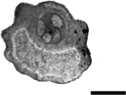 Figure 2. Transmission electron microscopy (TEM) image of a cross section of a labellar sensillum trichodeum in Ceratitis capitata. Four dendrites with similar diameters are visible within the sensillum shaft. Scale bar: 1 μm.