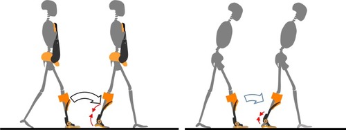 Figure 4 Synergetic effect of the trunk orthosis with joints providing resistive force and an ankle–foot orthosis on rocker function in subjects with a hemiplegic gait.