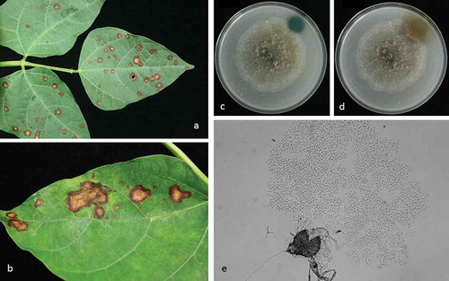 Fig. 1 (Colour online) Disease symptoms caused by Boeremia exigua var. exigua on lima bean and fungal morphology. a, Discrete tan spot necrotic lesions on lima bean field sample. b, coalescence of necrotic tan spot lesions on a lima bean field sample. c, reaction of Boeremia exigua var. exigua on oatmeal agar to 5 M NaOH at 20 min after application; and d, reaction to 5 M NaOH at 120 min after application; (e) pycnidium and conidia at ×400 magnification.