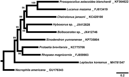 Figure 1. A maximum-likelihood tree of 9 Scarabaeoidea species inferred from the nucleotide sequences of 13 PCGs in the mitochondrial genome. The numbers beside the nodes are percentages of 1000 bootstrap values. Necrophila americana in Staphylinoidea was used as an outgroup. Alphanumeric terms indicate the GenBank accession numbers.