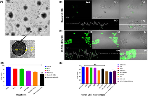 Figure 1 Characterization of methotrexate-loaded lipid-polymer hybrid nanoparticles (MTX-LPHNPs). Aceclofenac loaded nanostructured lipid carriers (ACE-NLCs) and MTX-LPHNPs treated Ha-Cat and U937 cells to confirm the cell uptake and viability. (A) High resolution-transmission electron microscopy (HR-TEM) of MTX-LPHNPs to characterize the spherical shape, qualitative cell uptake of (B) free Coumarin-6 (C-6) and (C) chemical enhancers (CE) conjugated NLCs (ACE-NLCs/CE) loaded C6 (1 µg/mL) was assessed with the HaCaT cells upon incubation for 3 h. The confocal fluorescence microscopy based analysis where each panel of this figure represents (a) images taken with green fluorescence channel; (b) Superimposition of figures. Figure (c) corresponding differential interface contrast (DIC) images of HaCaT cells; (d) and (e) show horizontal line series analysis of fluorescence along the white line (D) Cell viability of ACE-NLCs formulation assessed by the MTT assay in HaCat cells (E) Cell toxicity evaluated by the MTT based cell viability of MTX-LPHNPs, ACE-NLCs and combination of drugs (ACE & MTX) s well as their nanoformulations treatment in the human U937 cells. The statistical data is expressed as mean ± SE (n = 3). (***p<0.001 (highly significant).