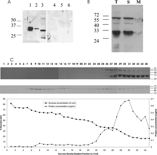Figure 3.  Arabidopsis PEX19 is predominantly a cytosolic protein. (A) Anti-PEX19 antibodies recognize native PEX19, a 30 kDa protein in Arabidopsis seedlings. Left panel, immunoblot probed with anti-PEX19 anti-serum 1:10,000 dilution; lane 1, 10 ng recombinant His6T7PEX19, lane 2, 1 ng His6T7PEX19, lane 3, total protein extract equivalent to 20 2-day-old Arabidopsis seedlings. Right panel, as for left panel except that the anti-PEX19 antiserum was preincubated with 10 µg His6T7PEX19 prior to immunodecoration of the blot. (B) PEX19 is mainly cytosolic. Lysate of tissue culture cells (T) was separated into a soluble fraction (259,000 g supernatant; S), and a membrane associated fraction (259,000 g pellet; M). Equivalent volumes were separated by SDS-PAGE and probed with anti-PEX19 serum. (C) A post nuclear supernatant prepared from tissue culture cells was separated by sucrose density gradient centrifugation and equal volumes of each fraction blotted and detected with anti-PEX19 (top panel) and anti-thiolase (lower panel). The graph shows protein concentration (mg/ml) and sucrose concentration (% w/v) in the various fractions.