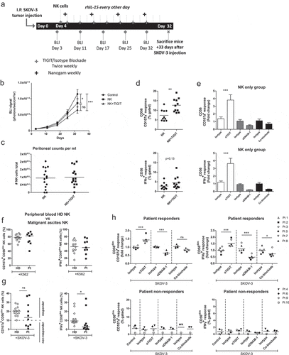 Figure 5. TIGIT blockade boosts functional responsiveness of CD56dim NK cells of OC patients with a baseline reactivity against SKOV-3 cells. (a) Schematic overview of the mouse experiment. (b) Bioluminescence imaging (BLI) signal of SKOV-3 tumor-bearing mice over time in “control”, “NK” only and “NK+TIGIT” blockade groups (n = 15 per group). (c) Total number of peritoneal NK cells harvested from “NK” only and “NK+TIGIT” blockade groups as measured by flow cytometry (average of bead and volume count cytoflex). (d) Percent CD107a (top graph) and IFNγ (bottom graph) from peritoneal NK cells harvested from “NK” only and “NK+TIGIT” groups which were re-stimulated ex-vivo with SKOV-3 for 4 h in the presence of low dose rhIL-15. (e) Percent CD107a (top graph) and IFNγ (bottom graph) from peritoneal NK cells harvested from “NK” only group re-stimulated with SKOV-3 in the presence of low dose rhIL-15 in combination with TIGIT, DNAM-1, TIGIT/DNAM-1 co-blockade or corresponding isotype control(s). (f-g) Percentage CD107a+ and IFNγ+ CD56dim NK cells upon overnight treatment with low dose rhIL-15 (1 nM) and subsequent 4 h stimulation with K562 (f) or SKOV-3 (g). Based on a cutoff of 10% CD107a expression on CD56dim NK cells co-cultured with SKOV-3 and rhIL-15 (without additional treatment) patients were subdivided in responder (≥10%) and non-responder (<10%) cohorts. Cumulative data of healthy donors (HD; n = 10) and ovarian cancer patients (Pt; n = 9) are shown with median. The Mann-Whitney test was used for statistical analysis, * p < .05. (h) CD56dim NK cells positive for CD107a and IFNγ after 4 h stimulation with SKOV-3 target cells, low dose rhIL-15 (1 nM), and TIGIT and/or DNAM-1 blockade or matching isotype controls. Cumulative data shown for SKOV-3 responders only (lines indicate mean, n = 6). A One-Way ANOVA with Bonferroni correction was used for statistical analysis, * p < .05 and *** p < .001