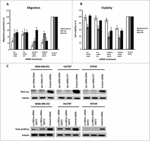 Figure 5. Effects of siRNA-mediated knockdown of Lyn and p130Cas on migration and viability of human TNBC cell lines. The knockdown of Lyn and p130Cas significantly reduced migration of MDA-MB-231, Hs578T and BT549 cells as determined by Boyden chamber assay (A). In MDA-MB-231 and Hs578T cell lines, knockdown of Lyn had no significant effect on the level of viability, while in BT549 cells all siRNA treatments had significant effects on the viability levels as determined by CellTiter-Glo assay (B). Knockdown of Lyn and p130Cas was confirmed by Western blot analysis (C). Tubulin represents the loading control. The results shown are means and standard deviation taken from 3 independent experiments.*, P ˂ 0.0001, Dunnett's Multiple Comparison Test.