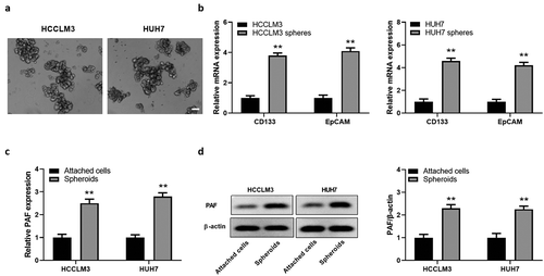 Figure 2. PAF expression levels are elevated in spheres derived from HCC cell lines