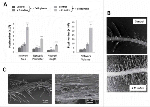 Figure 2. Effect of P. indica on the root architecture of A. thaliana seedlings grown for 12 days on PNM media under long day light condition (50 ± 15 µmol m−2 sec−1). (A) Root architecture of Arabidopsis seedlings grown on PNM media with and without cellophane. (B) Microscopical view of the roots' network in control and P. indica-treated seedlings (+ P. indica) grown on PNM plates covered with cellophane. Pictures were from the GiaRoot software. (C) SEM images of control and P. indica-colonized Arabidopsis roots after 10 days of colonization. For statistics, cf. Materials and Methods.