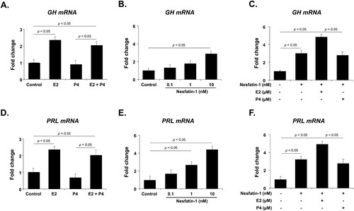 Figure 3. GH and PRL mRNA expression after E2 and P4 treatment in GH3 cells. (A, D) E2 treatment significantly increases GH and PRL mRNA expression, but P4 has no effect. (B, E) GH and PRL mRNA expression is dose-dependently increased by nesfatin-1 treatment. (C, F) When cells are co-treated with nesfatin-1 and E2 or P4, E2 enhances GH and PRL mRNA expression, while P4 has no effect. All data are represented as mean ± SEM (n = 6). Differences between values were considered statistically significant when p < 0.05.