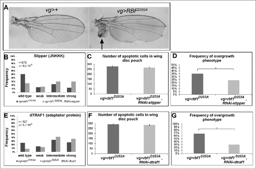 Figure 3. The kinase Slipper and the TNF associated factor dTRAF1 are required for rbf1D253A-induced overgrowth phenotypes but not for rbf1D253A-induced apoptosis. (A) Wild type wing and overgrowth wing phenotype observed in some fly expressing rbf1D253A (adapted from Milet et al. 2014).Citation10 (B, E) Comparison of notch wing phenotypes distribution between vg-Gal4, rbf1D253A/+ and vg-Gal4, rbf1D253A/UAS-RNAi slipper (Wilcoxon test: n = 272, α = 6,0 10-06, Ws = 4,54) and between vg-Gal4, rbf1D253A /and vg-Gal4, rbf1D253A /+; UAS-RNAi dtraf1/+ flies (Wilcoxon test: n = 327, α = 8,1 10-4, Ws = 3,34). (C, F) Comparison of apoptotic cells numbers in the wing pouch imaginal discs between vg-Gal4, rbf1D253A/+ and vg-Gal4, rbf1D253A /UAS-RNAi slipper third instar larvae and between vg-Gal4, rbf1D253A/+ and vg-Gal4, rbf1D253A/+; UAS-RNAi dtraf1/+ third instar larvae. Asterisks indicate a statistically significant difference between 2 genotypes (Student's test α < 0.05). For each genotype, quantifications were done for 30 third instar larval wing imaginal discs at least. (D, G) Frequencies of rbf1D253A-induced ectopic tissue observed in vg-Gal4, rbf1D253A/+ and vg-Gal4, rbf1D253A /UAS-RNAi slipper flies and in vg-Gal4, rbf1D253A/+ and vg-Gal4, rbf1D253A/+; UAS-RNAi dtraf1/+ flies. Asterisks indicate a statistically significant difference between 2 genotypes (Chi2 test α < 0.05). Each experiment presented in B, D, E and G was independently performed 3 times.