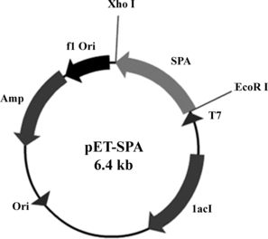 Figure 1 Construction of recombinant plasmid pET-SPA. The SPA gene was cloned under the downstream of T7 promoter in pET 21a (+) expression vector, which also contained the gene for ampicillin resistance.