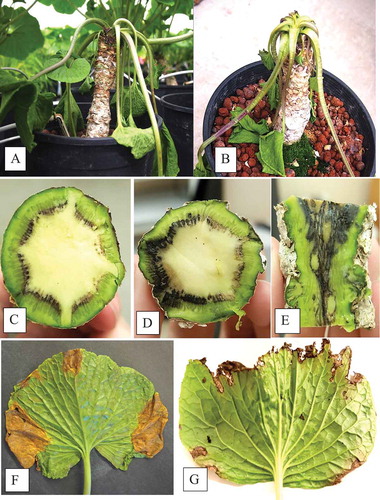 Fig. 1 (Colour online) Natural progression of disease symptoms on greenhouse grown wasabi plants infected by verticillium wilt. (a, b) Wilting of foliage under warm conditions in the greenhouse. (c, d, e) Blackening of the vascular tissue observed in diseased plants. (f) V-shaped necrotic lesions observed on some leaves. (g) Necrosis of leaf margins. Isolations made from symptomatic rhizomes and leaves yielded colonies of Verticillium.