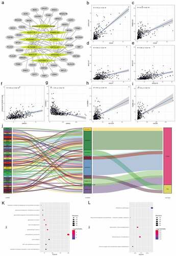 Figure 9. Construction of the hypoxia-related lncRNA–mRNA coexpression network and functional enrichment analyses. (a) The lncRNA-mRNA co-expression network showed that 62 lncRNA-mRNA links among 10 lncRNAs and 40 related mRNAs. (b-i) 8 lncRNA-mRNA links with correlation coefficient larger than 0.4 were presented. Except the negative correlation between AC024060.1 and ANXA2, all 7 lncRNA-mRNA links were positive correlation. (j) The Sankey diagram shows the connection between the 40 mRNAs and 10 hypoxia-related lncRNAs and also illustrated their protective or risk properties. (k) Gene Ontology (GO) analysis showed the top 10 terms associated with the mRNAs that coexpressed with the 10 hypoxia-related lncRNAs. (l) Kyoto Encyclopedia of Genes and Genomes (KEGG) pathway analysis showed the top 10 enriched signaling pathways associated with the mRNAs that coexpressed with the 10 hypoxia-related lncRNAs