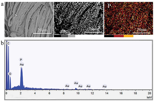 Figure 3. SEM micro-graphics and EDS mapping of the coated cotton fibers.