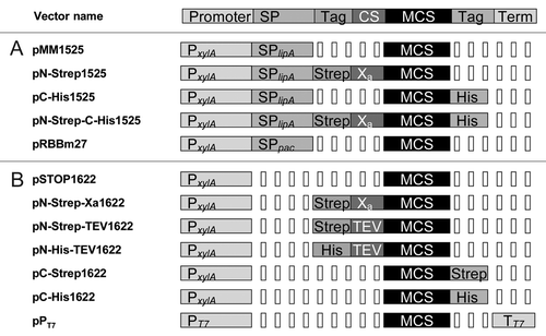 Figure 3 Series of expression plasmids for the (A) extra- and (B) intracellular production of recombinant proteins by B. megaterium. All expression plasmids shown allow parallel cloning of genes of interest into the identical multiple cloning sites (MCS). SP: signal peptide; Tag: Affinity purification tag; CS: protease cleavage site; Term: Terminator; PxylA: promoter of xylA; PT7: T7 RNA polymerase dependent promoter; TEV: tobacco etch virus protease cleavage site; Xa: factor Xa protease cleavage site; SPlipA: signal peptide of the lipase A; SPpac: signal peptide of the penicillin G amidase; TT7: terminator for T7 RNA polymerase.