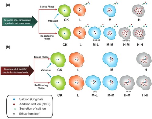 Figure 10. Vacuole volume, ion concentration and salt secretion with the variation of salt concentration. A. corniculatum species vacuole volume was smaller than K. candel species also A. corniculatum had secreting effect during the stress condition. Consequently, salt concentration was low inside the vacuoles at low salt stress level and became higher due to smaller vacuole size at high salt stress. While K. candel species vacuoles was bigger, it easily maintained their intracellular ion concentration and growth also increased at low salt stress, but when the salt concentration increased, at that time the solute concentration was also lower due to its bigger vacuole volume in this process. The salt efflux from leaf cells in both A. corniculatum and K. candel decreased the intracellular salt concentration after re-watering.