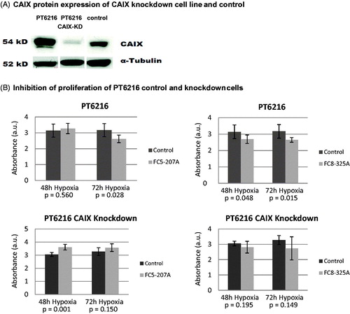 Figure 4. CAIX Knockdown in esophageal carcinoma cell line PT6216. (A) RNA results were verified by analysis of CAIX protein expression. (B) Inhibition of the PT6216 control cells led to a significant decrease of proliferation after 72 h treatment with both inhibitors under hypoxia (upper panels), but was not effective in the equivalent CAIX-knockdown cells (lower panels). Absorbance (AU) is represented on the y-axis.