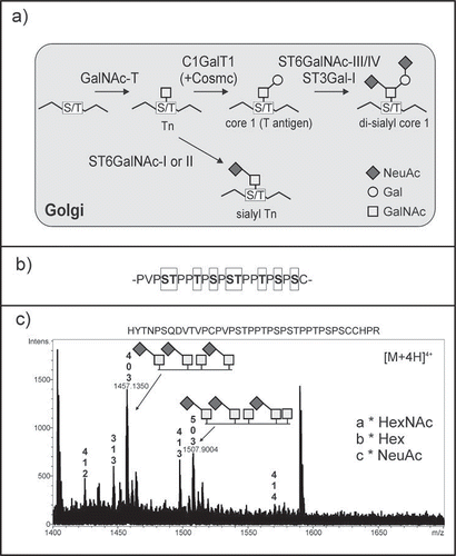 Figure 1. (A) Schematic illustration of the mucin-type O-glycan biosynthesis pathway. Tn and sialyl Tn represent the galactose-deficient O-glycans. GalNAc-T: polypeptide N-acetylgalactosaminyltransferases; C1GalT1: core 1 β1,3-galactosyltransferase; ST6GalNAc-III/IV: α2,6-sialyltransferase III/IV; ST3Gal-I: α2,3-sialyltransferase I; ST6GalNAc-I/II: α2,6-sialyltransferase I/II. Cosmc: core 1 galT1-specific molecular chaperone, required for proper activity of human C1GalT1. (B) IgA1 hinge region. The potential O-glycosylation sites are boxed. (C) In planta generation of sialyl Tn structures on the IgA1 hinge region. Human IgA1 was transiently co-expressed with GCSI-GalNAc-T2, GCSI-ST6GalNAc-II and other proteins required for sialylation in N. benthamiana. Recombinant IgA1 was purified from leaves, digested with trypsin and analyzed by LC-ESI-MS/MS. The highlighted peaks in the mass spectrum indicate the presence of sialyl Tn and Tn O-glycans on the peptide containing the IgA1 hinge region. Details of protein expression, purification and glycopeptide analysis were described previously.Citation8