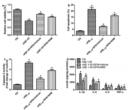 Figure 8. The SIRT1 inhibitor nicotinamide (NAM) antagonized the ability of sulforaphane (SFN) to protect against inflammatory injury induced by oligomeric Aβ1-42 (oAβ1-42) in ARPE-19 cells. Cells were pretreated with 2 μM NAM, followed by 10 μM SFN for 24 h. (a) CCK-8 assay of cell viability. (b) Flow cytometry of apoptosis. (c) Activity of caspase-3. (d) Levels of IL-1β, IL-6, IL-8, and TNF-ɑ in culture medium. * P < 0.05, compared with control group (CN); # P < 0.05, compared to oAβ1-42 group; + P < 0.05, compared with oAβ1-42+ SFN+Vehicle group