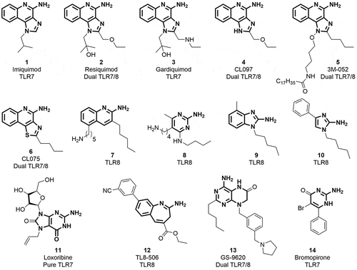 Figure 1. Chemical structures of known TLR7 and 8 ligands as derived from structure–activity relationship (SAR) studies.Citation6−Citation10
