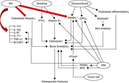 Figure 1 Common osteoporosis risk factors involved in pathways associated with bone formation and osteoporotic fractures.