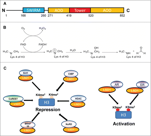 Figure 1. (A) Schematic showing the domains of LSD1. SWIRM, Swi3p, Rsc8p and Moira domain; AO, amine oxidase domain. (B) Demethylation of dimethylated lysine residues by LSD1 is FAD-dependent. (C) Complexes associated with LSD1 and their demethylation targets.