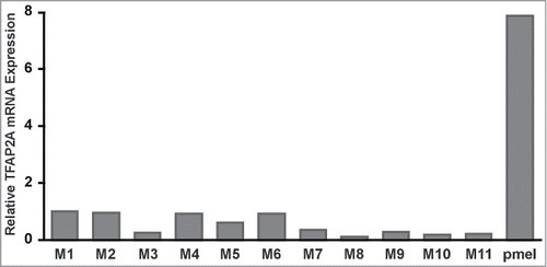 Figure 1. TFAP2A mRNA expression in human melanomas is markedly decreased compared to primary human melanocytes. TFAP2A mRNA expression was determined by qRT-PCR and analysis was performed with normalization to 18S mRNA. M1–11: human melanoma samples; pmel: primary human melanocytes.