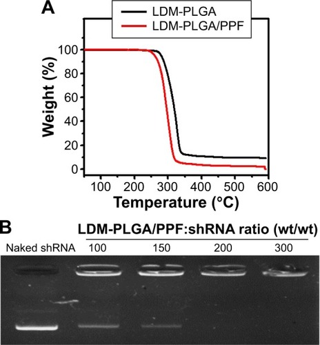 Figure 3 (A) Thermogravimetric analysis of LDM-PLGA and LDM-PLGA/PPF. (B) Agarose gel electrophoresis assay of LDM-PLGA/PPF/VEGF shRNA at various weight ratios of LDM-PLGA/PPF to VEGF shRNA.Abbreviations: PPF, PEI-PEG-FA; PEI-PEG-FA, polyethyleneimine premodified with polyethylene glycol-folic acid; shRNA, small hairpin RNA; VEGF, vascular endothelial growth factor.