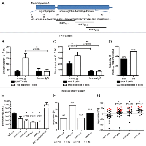 Figure 1. Functional assays of mammaglobin-specific conventional and regulatory T cells. (A) Position of tested peptides within the mammaglobin sequence. (B andC) Total T cells or T cells depleted of regualtory T cells (Tregs) were analyzed in an interferon γ (IFNγ) ELISPOT assay upon stimulation with the mammaglobin-derived peptide mam4–56 or human IgG (negative control). The assay was conducted in triplicate instances. Representative results from two patients are shown (p values as per two-tailed Student's t-tests are indicated). (D) Frequency of patients demonstrating a significant mammaglobin-specific activation of T cells in ELISPOT assays. Response rate of total T cells (23 patients tested) and Treg-depleted T cells (16 patients tested) are shown. (E and F) Analysis of mammaglobin-specific circulating Tregs from breast carcinoma patients. Treg cells were stimulated with dendritic cells pulsed with the peptides of interest (or with IgG40–89, as a negeative control) and polyclonally activated conventional T (Tcon) cells were added after 18 h. The proliferation of Tcon cells was measured by thymidine uptake assays. As a control, the proliferation of Tcon cells in the absence of Tregs is shown. Assays were conducted in triplicate instances. Results are reported as means of triplicate assays ± SEM (p values as per two-tailed Student's t-tests are indicated). In (E), representative results from one patient exhibiting Tregs specific for mam34–48, mam42–57 and mam4–56 are shown. (F) illustrates the percentage of patients exhibiting a significant activation of Tregs upon stimulation with the indicated peptide (n = number of patients tested). (G) Peptide-specific Treg-mediated suppression of Tcon proliferation, calculated as a percent reduction in the proliferation of polyclonally activated Tcon cells incubated with Tregs stimulated with mammaglobin-derived vs. control peptides. Red symbols represent a significant activation in Treg specificity assays (p values as per Wilcoxon signed-rank tests comparing the median to zero are indicated).