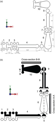 Figure 3. Design of the H-C micromixer: (a) 2D view with dimension in mm; (b) flow pattern inside the channel.