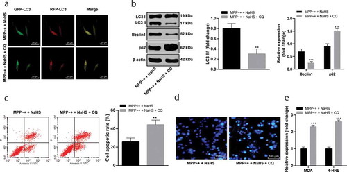 Figure 3. CQ blocked autophagy in SH-SY5Y cells. (a). mRFP-GFP-LC3 fluorescence tracing (fluorescence point of LC3 in SH-SY5Y cells decreased under the effect of CQ); (b). the expressions of autophagy-related proteins in the SH-SY5Y cells after CQ treatment detected by Western blot analysis; (c). the SH-SY5Y cell apoptosis rate detected by flow cytometry; (d). the apoptosis detected by Hoechst 33342 staining (the stronger the blue fluorescence was, the higher the apoptosis rate); (e). the levels of the MDA and 4-HNE measured by ELISA. **p < 0.01, ***P < 0.001 vs. the MPP~+ + NaHS group. Data in panels B (i) and C were analyzed by t-test; data in panels B(ii) and E were analyzed by two-way ANOVA, followed by Tukey’s multiple comparisons test for post hoc test. Repetitions = 3.