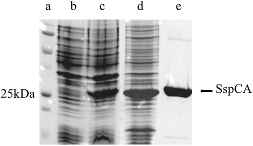 Figure 1.  SDS-PAGE of the recombinant SspCA purified from E. coli. Lane a, molecular markers, M.W. starting from the top: 250 kDa, 150 kDa, 100 kDa, 75 kDa, 50 kDa, 37 kDa, 25 kDa, 20 kDa; Lane b, cell extract protein from E. coli before induction with IPTG; Lane c, cell extract protein after induction with IPTG; Lane d, proteins after thermoprecipitation at 90°C and centrifugation; Lane e, purified SspCA from His-tag affinity column.