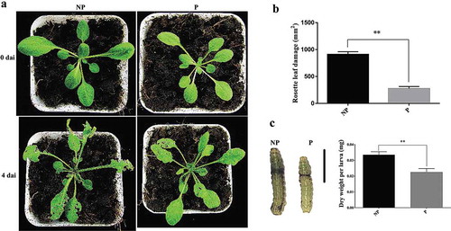 Figure 1. Sodium chloride primes Arabidopsis plants against Spodoptera litura larval feeding.Arabidopsis eight-rosette-leave plants were fed by second instar larvae of Spodoptera litura (Fabricius). (a) Primed plants and non-primed plants on the fourth day after infestation. (b) Rosette leaf damage caused by larval feeding in primed plants and non-primed plants. (c) Larval growth assessment after feeding on primed plants and non-primed plants. The scale bar represents 5 mm. Ten larvae were used to calculate mean values and standard deviations. Feeding assay was replicated above 3 times. Error bars indicate the standard deviation. ** differences are highly significant (P < .01) by Dunnett’s multiple comparison test. dai: days after infection by larvae. NP: non-primed plants; P: primed plants.