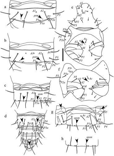 Figure 7. Acerentulus panamensis sp. nov. (a) tergite V; (b) tergite VI; (c) tergite VII; (d) tergites VIII‒XII; (e) thorax I‒II, ventral view; (f) thorax III, ventral view; (g) abdomen V, ventral view; (h) sternite VI of female. Arrows indicate pores. Scale bar: 50μm. Figures (a‒g): holotype. Figure (h): paratype. Abbreviations of setae names: A = anterior, a = accessory, c = central, M = median, P = posterior. Abbreviations of pore names: al = anterolateral, am = anteromedial, psm = posterosubmedial, sc = sternal central, spsm = sternal posterosubmedial.