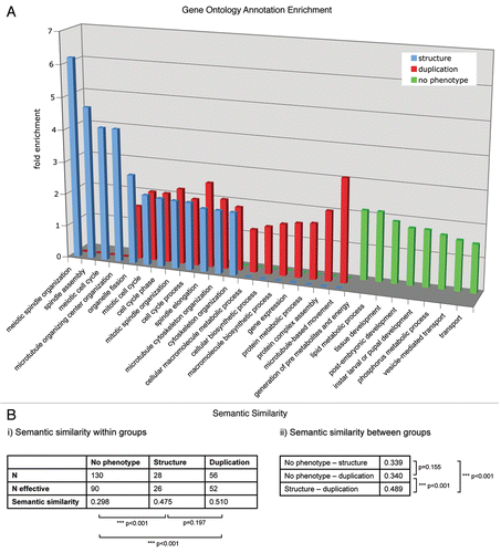 Figure 1 (A) The enrichment of GO annotation terms (biological process level 3) in the phenotypic classes “centrosome duplication/separation.” “Centrosome structure” and “no phenotype” were analyzed using DAVID Functional Annotation Tool with the 251 MS-identified centrosomal candidate proteins as background. Bars indicate the fold enrichment of the respective GO terms in the phenotypic classes. (B) Semantic similarity scores (i) within and (ii) between the three protein sets. Scores were calculated with the Bioconductor package ‘GOSemSim’ (Version 1.8.2). N gives the total number of proteins, N effective gives the number of proteins with GO annotation sufficient for score calculation. p values for score differences were calculated using the Mann-Whitney U test.