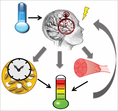 Figure 1. Intricate interplay between circadian clock, brown fat and body temperature homeostatic regulation. Temperature is a universal clock resetting signal. The clock, through central clock-driven neuronal innervation to brown fat or the brown fat intrinsic clock regulations, feeds into body temperature homeostatic control.