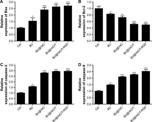 Figure S3 Quantitative analysis of effects of different formulations on apoptosis-related protein expression.Notes: (A) The relative expression of Bax, (B) Bcl-2, (C) caspase-3, and (D) caspase-9. *P<0.05, compared with control group; **P<0.01, ***P<0.001, compared with control group.Abbreviation: BU, bufalin.