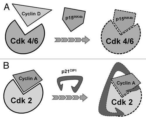 Figure 7. Mechanism of CKI inhibition of Cdks. (A) p15INK4b competes for the CDK4/6 binding site, inhibiting the binding of cyclin D. (B) p21CIP1 binds to the cyclin-Cdk protein complex, inhibiting both the regulatory and catalytic functions of the complex.Citation14,Citation36