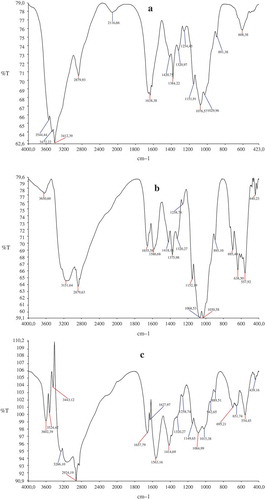 Figure 7. FT-IR spectrum of nature chitosan (a), modified chitosan with nano magnetite (b), immobilized chitosan with purified phytase from Pinar melkior (Lactarius piperatus) (c).Figura 7. Espectro FT-IR de chitosán natural (a), chitosán modificado con nanomagnetita (b), chitosán inmovilizado con fitasa purificada de Pinar melkior (Lactarius piperatus) (c).