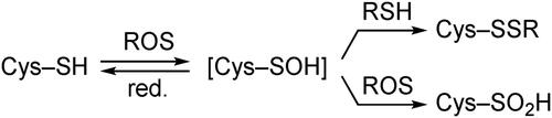 Scheme 1. Redox processes involving cysteine sulfenic acids.